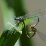 teich libellen und so (15)BA teich libellen und so (15)BA