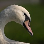 wildgehege und schwan (32)BA wildgehege und schwan (32)BA