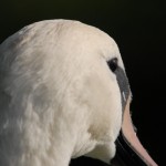 wildgehege und schwan (42)BA wildgehege und schwan (42)BA