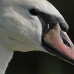 wildgehege und schwan (43)BA wildgehege und schwan (43)BA