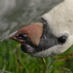 wildgehege und schwan (52)BA wildgehege und schwan (52)BA