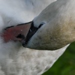 wildgehege und schwan (57)BA wildgehege und schwan (57)BA