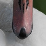 wildgehege und schwan (59)BA wildgehege und schwan (59)BA