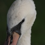 wildgehege und schwan (60)BA wildgehege und schwan (60)BA