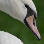 wildgehege und schwan (69)BA wildgehege und schwan (69)BA
