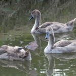 wildgehege und schwan (80)BA wildgehege und schwan (80)BA