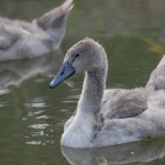 wildgehege und schwan (85)BA wildgehege und schwan (85)BA
